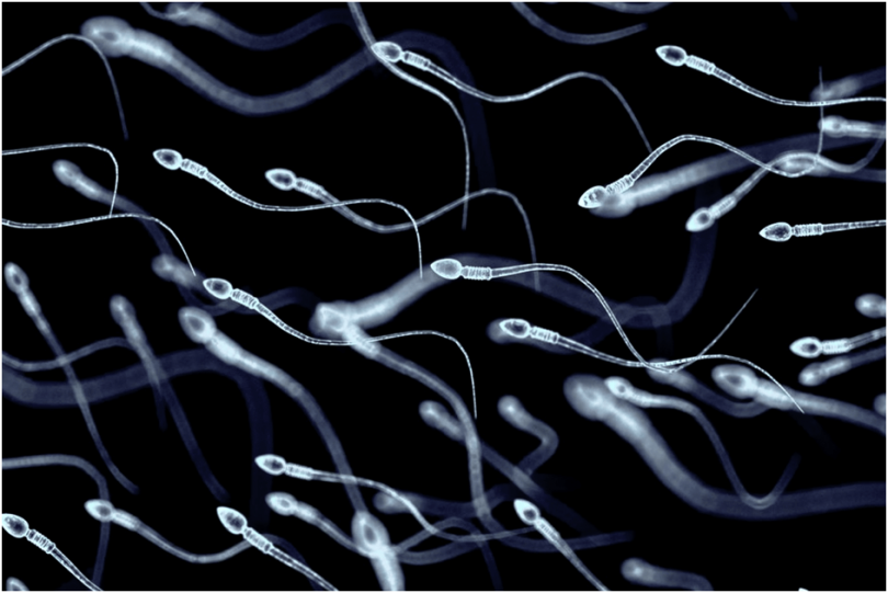 male-fertility